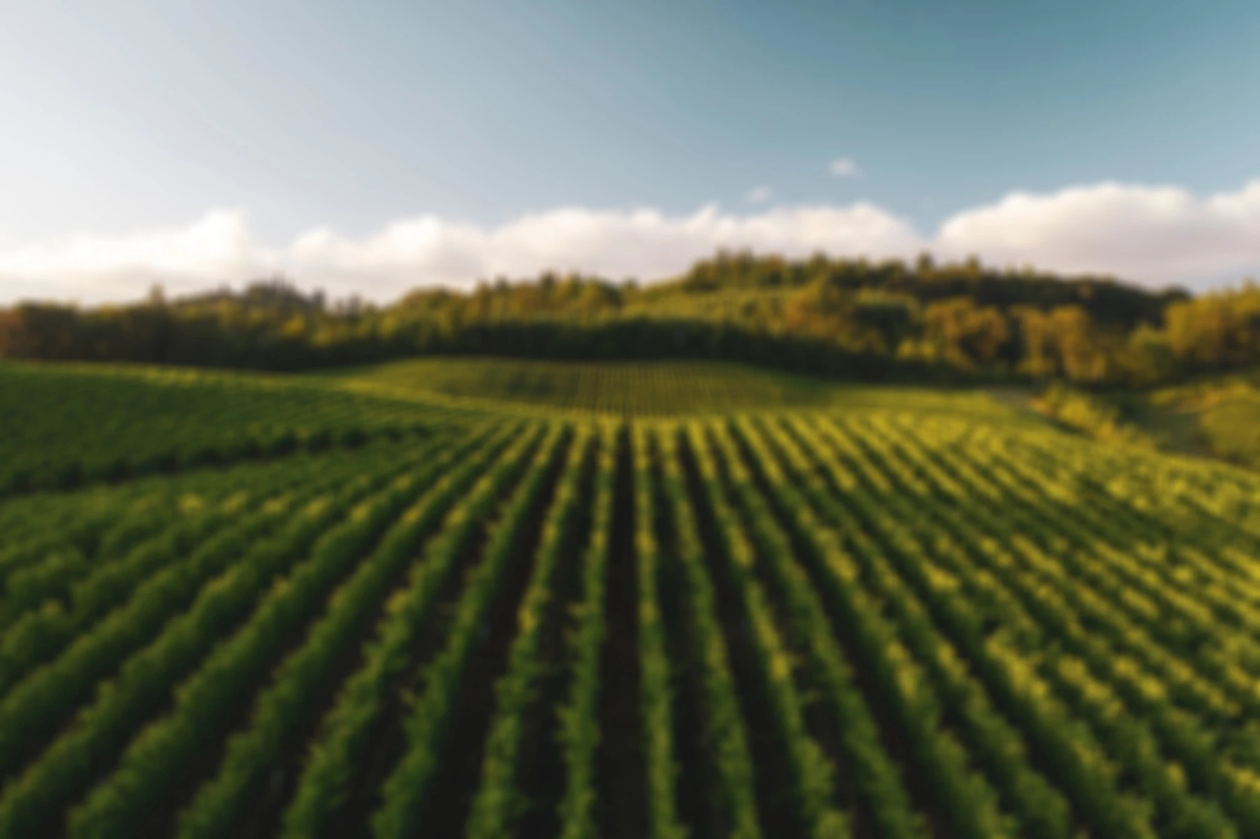 Vineyards & wineries